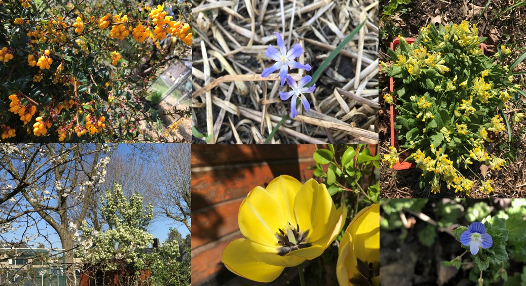 Collage lentetuin