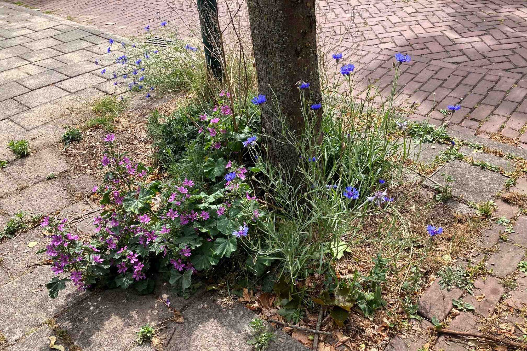 MUWA korenbloemen