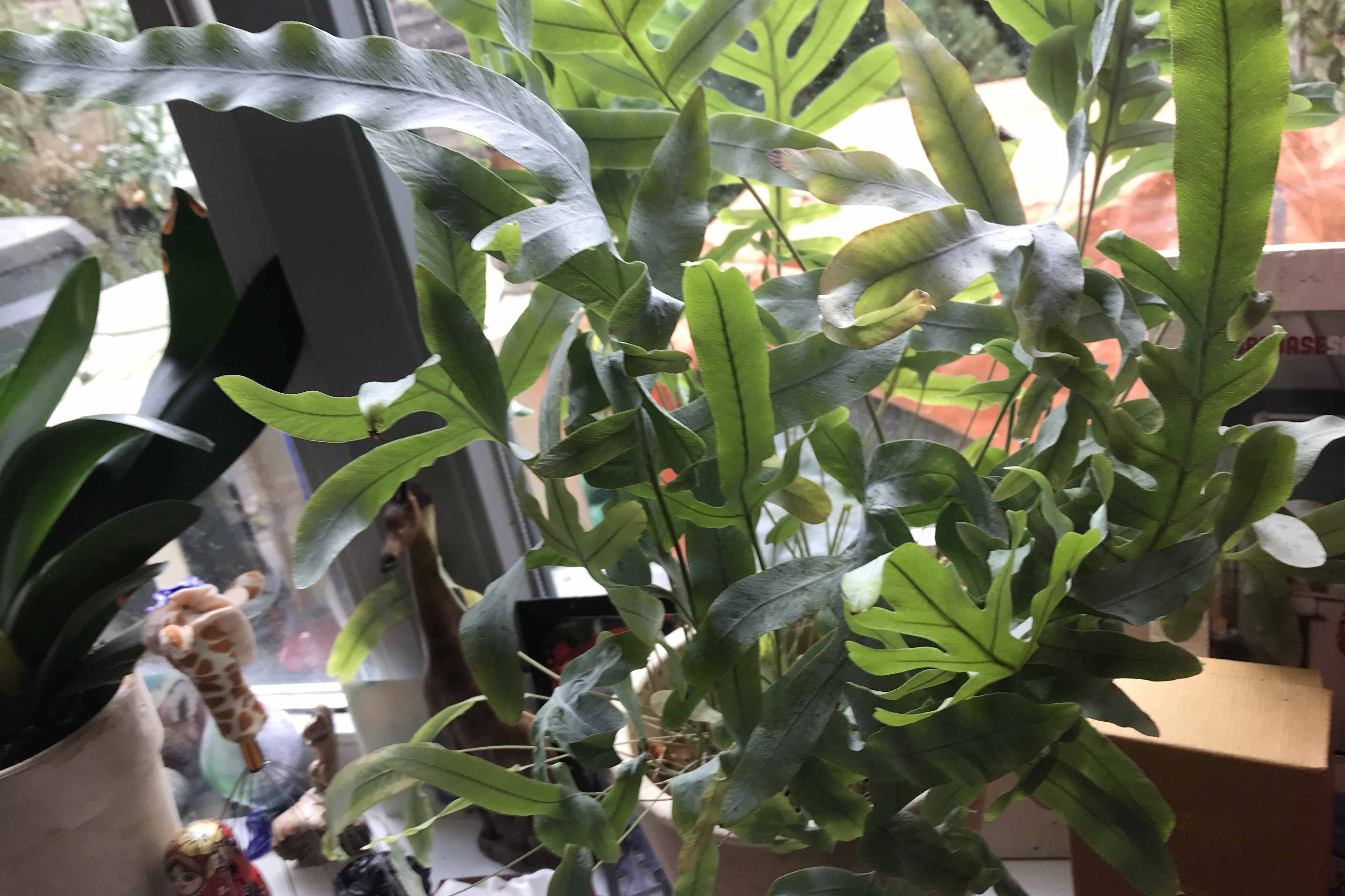 Adoptieplant van Erna