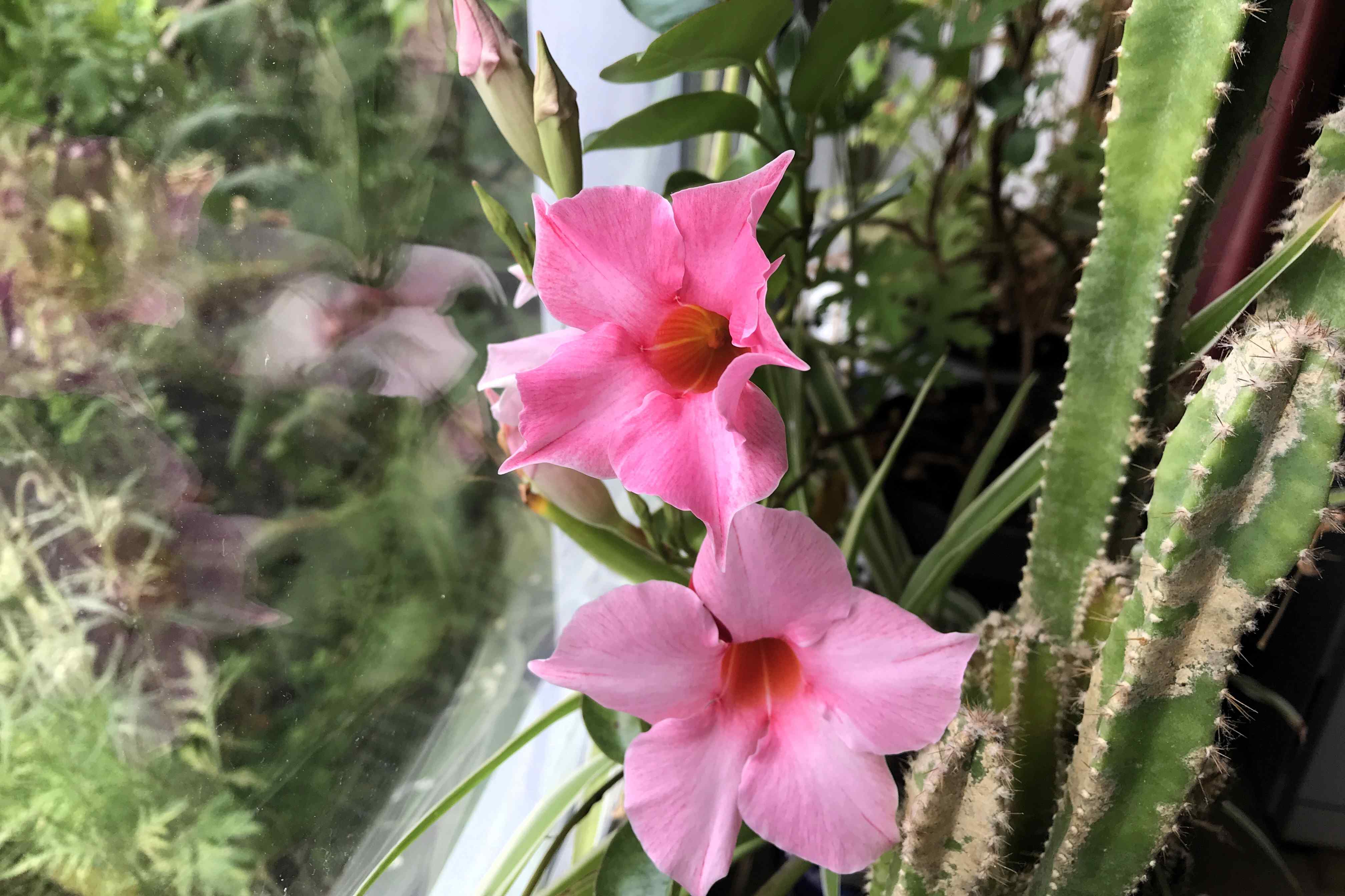 Adoptieplant van Erna