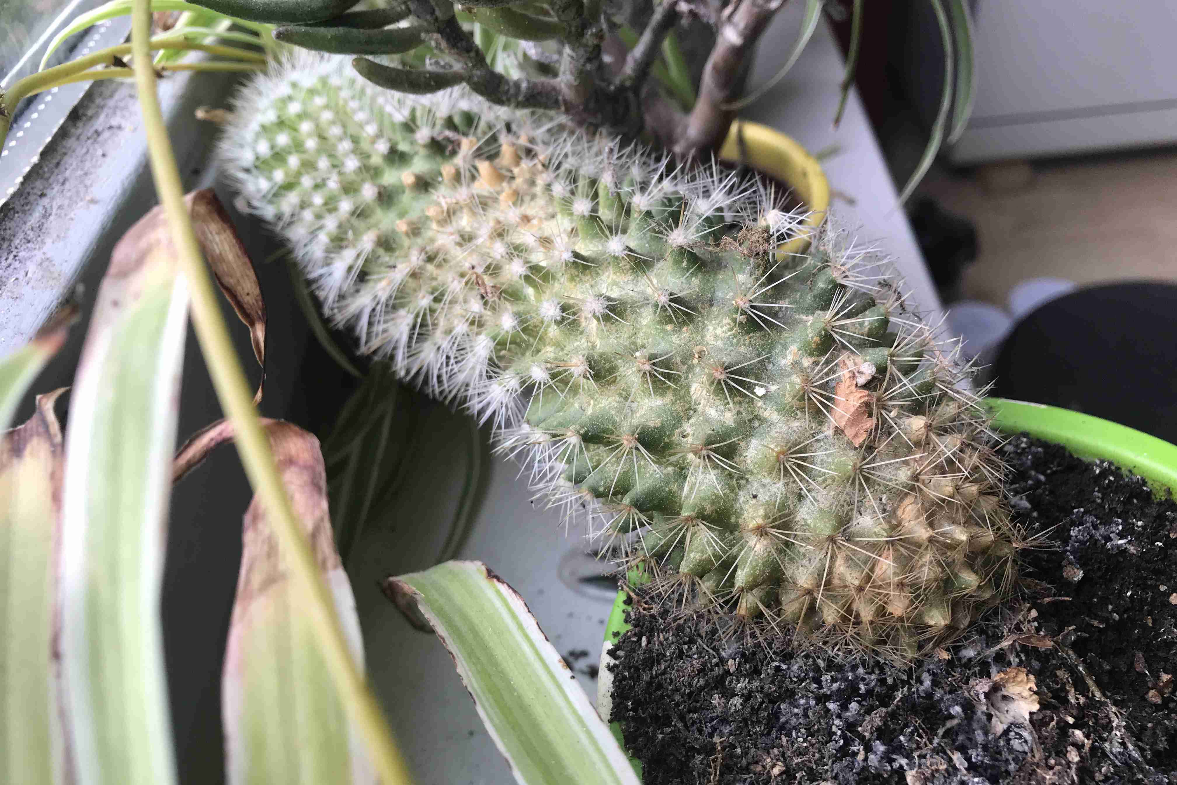 Adoptieplant van Erna