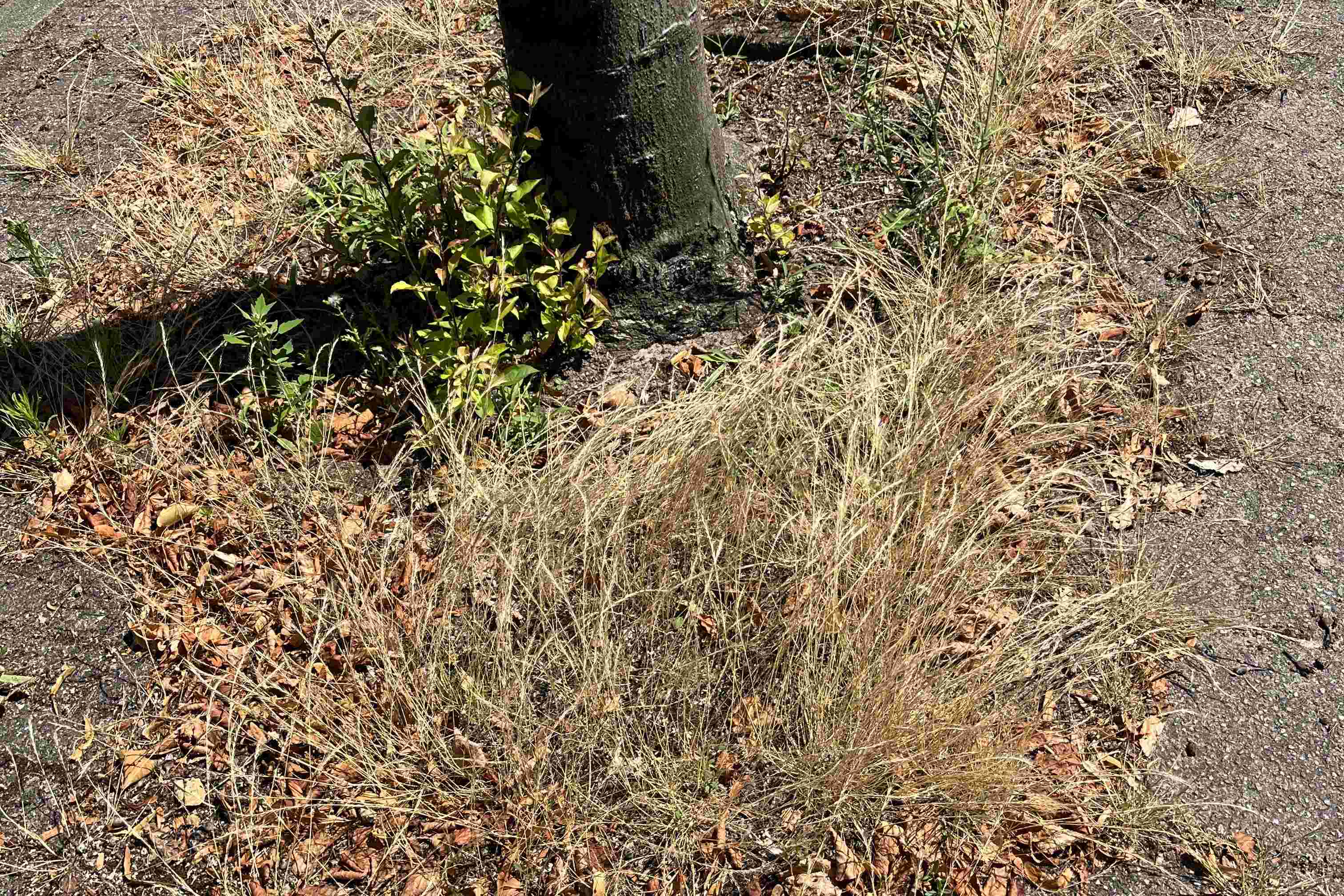 Vergeeld gras