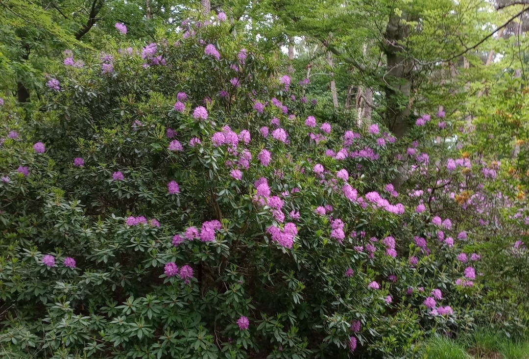 Rododendron