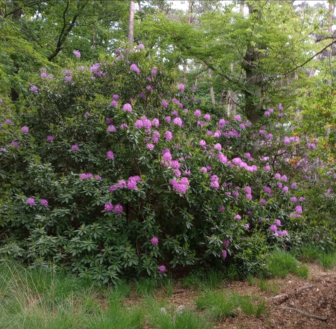 Rododendronstruiken