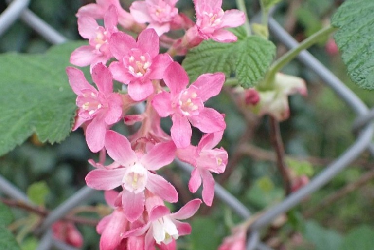 Rode Ribes (Foto: Aad van Diemen)