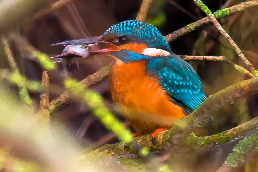 IJsvogel