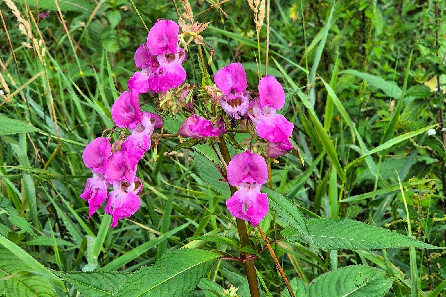 Hoog Bezoek Brede Wespenorchis