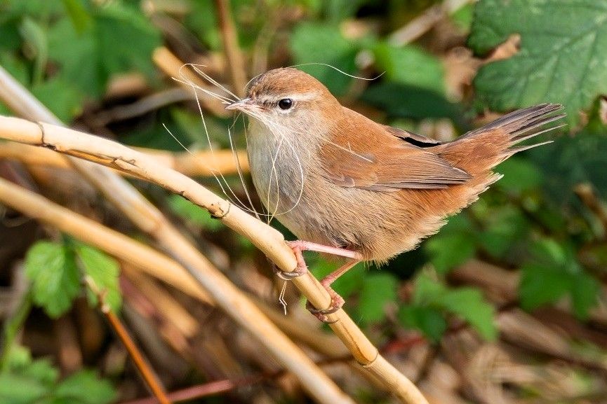 Cetti zanger