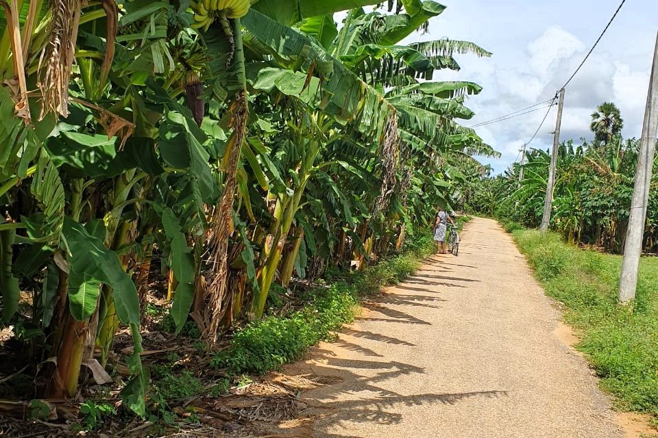 bananenplantage