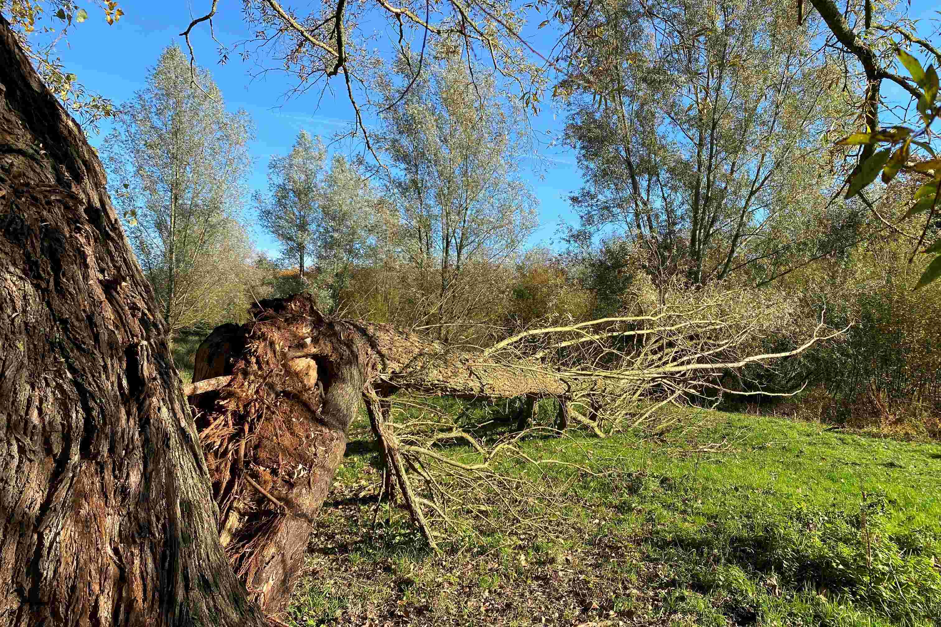 natuurontwikkeling door natuurgeweld. (Zaartbos)
