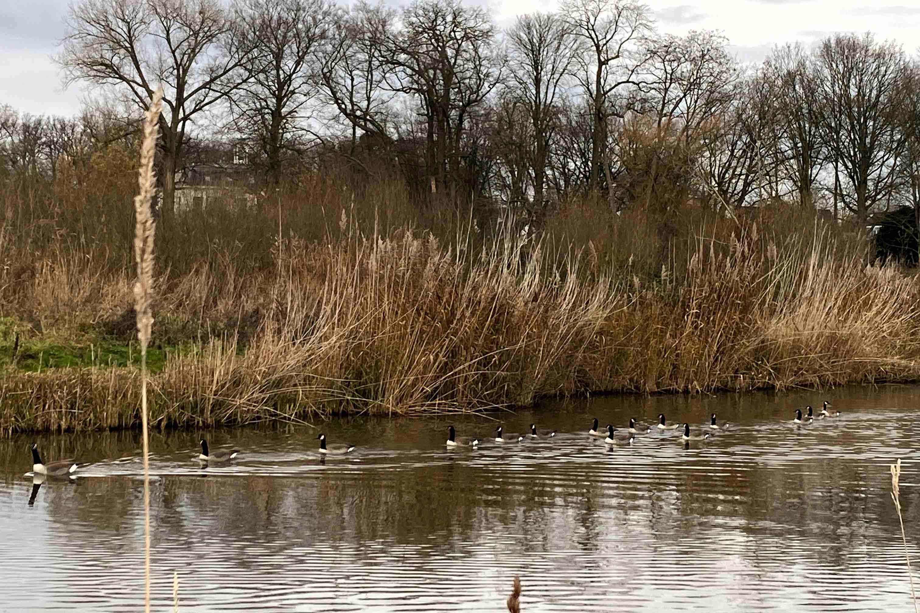 Canadese ganzen  width=