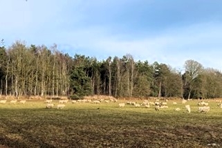 Kudde Galderse heide