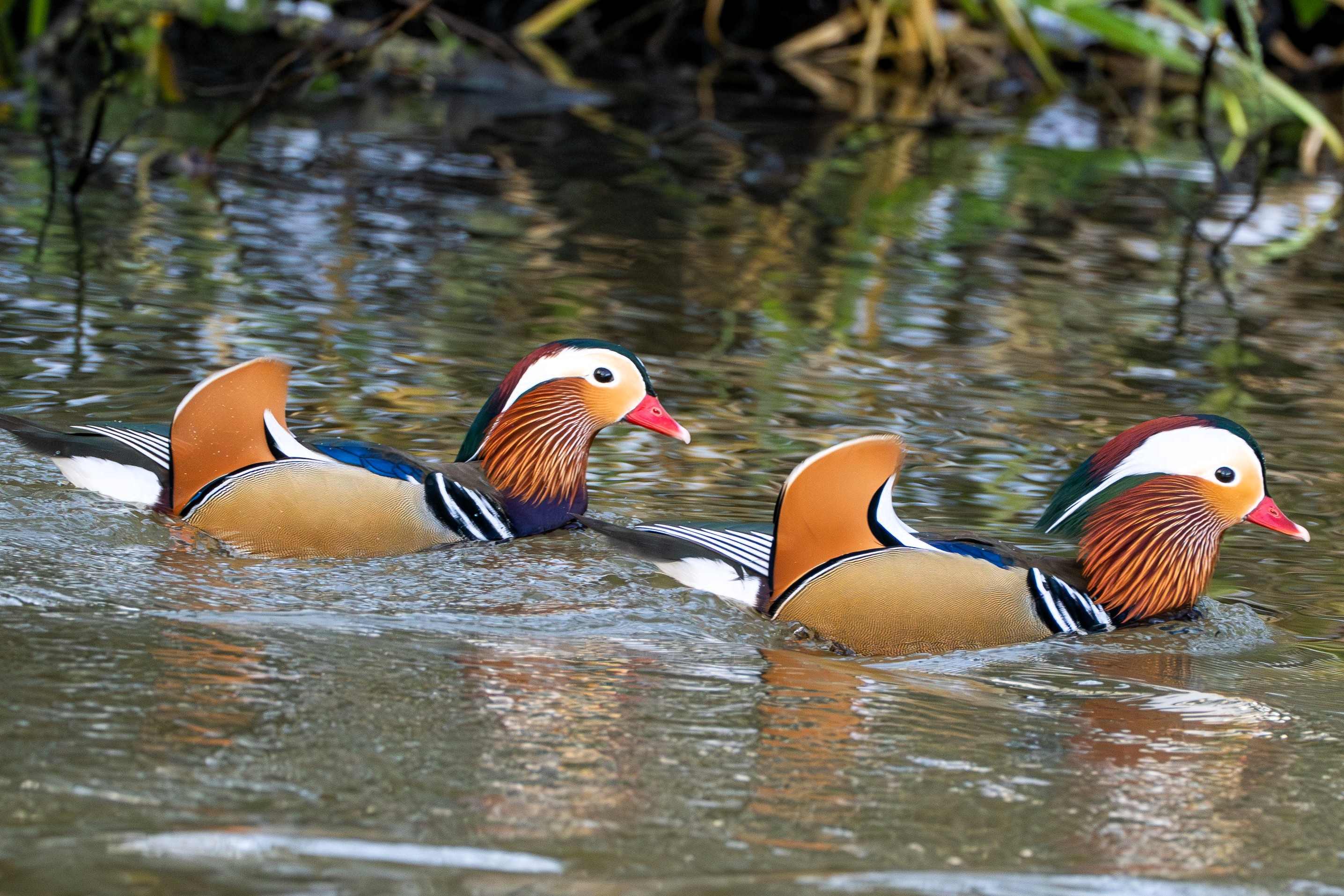 Mandarijn eenden