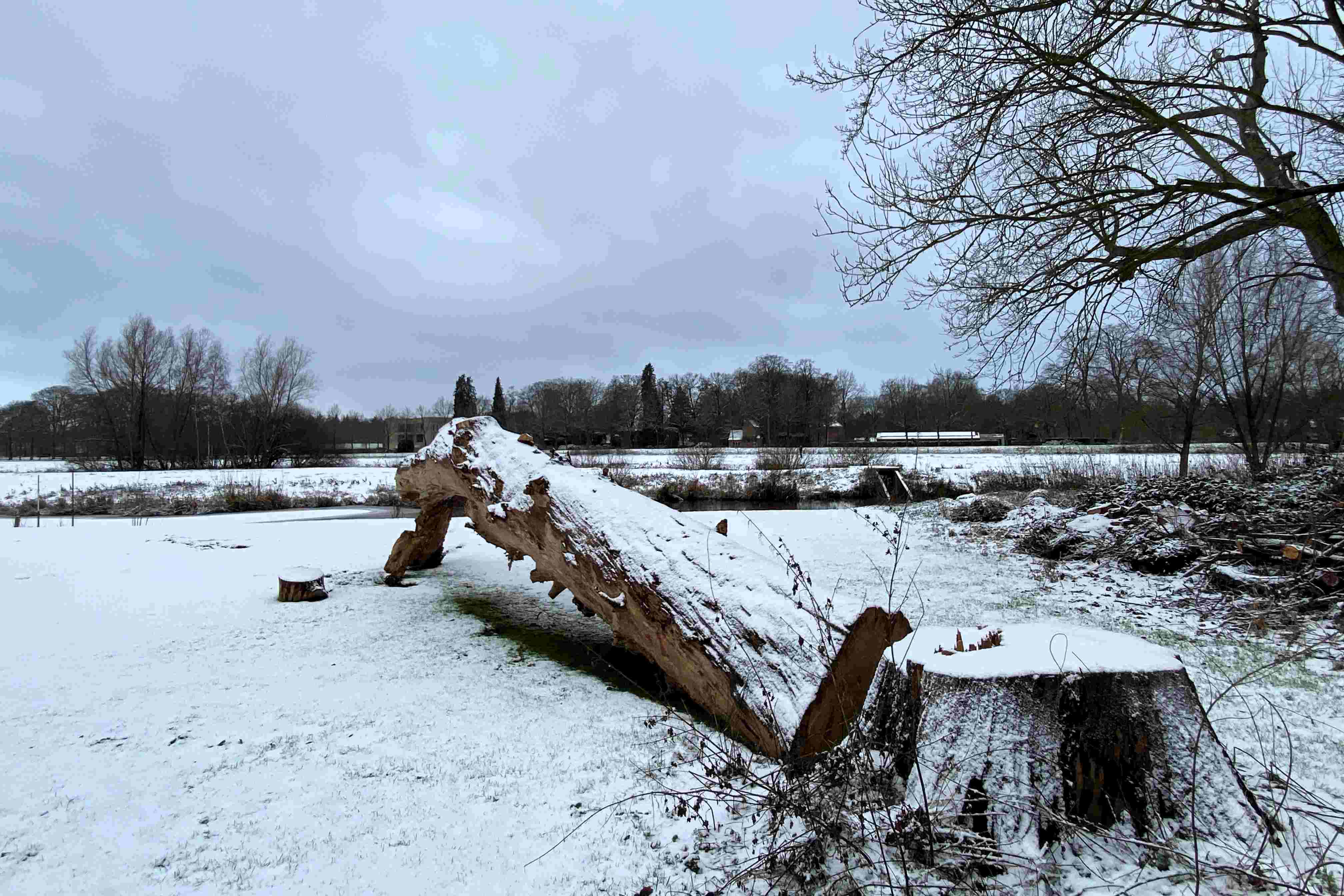 omgehakte Aalscholversboom