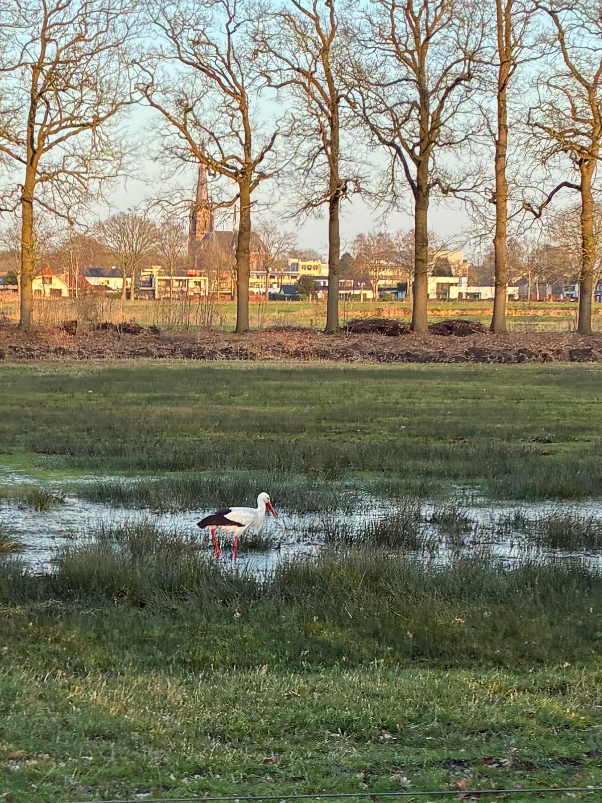 Ooievaar in het Markdal