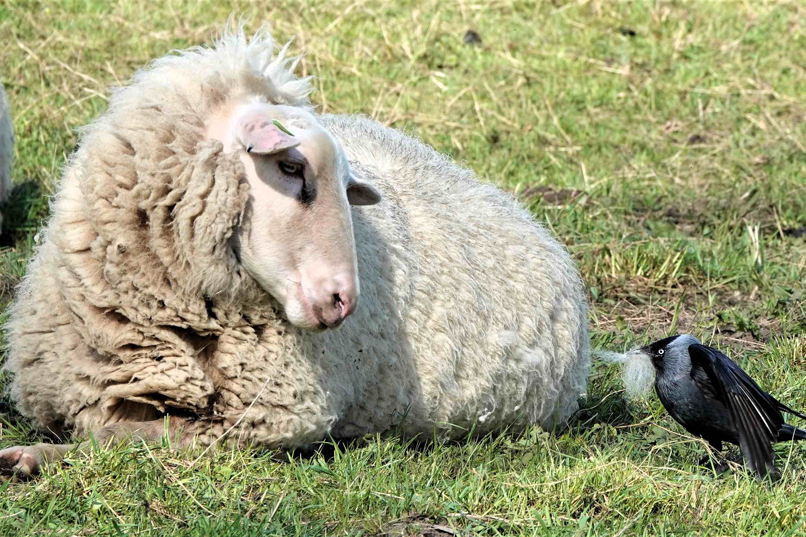 Schaap met kauw