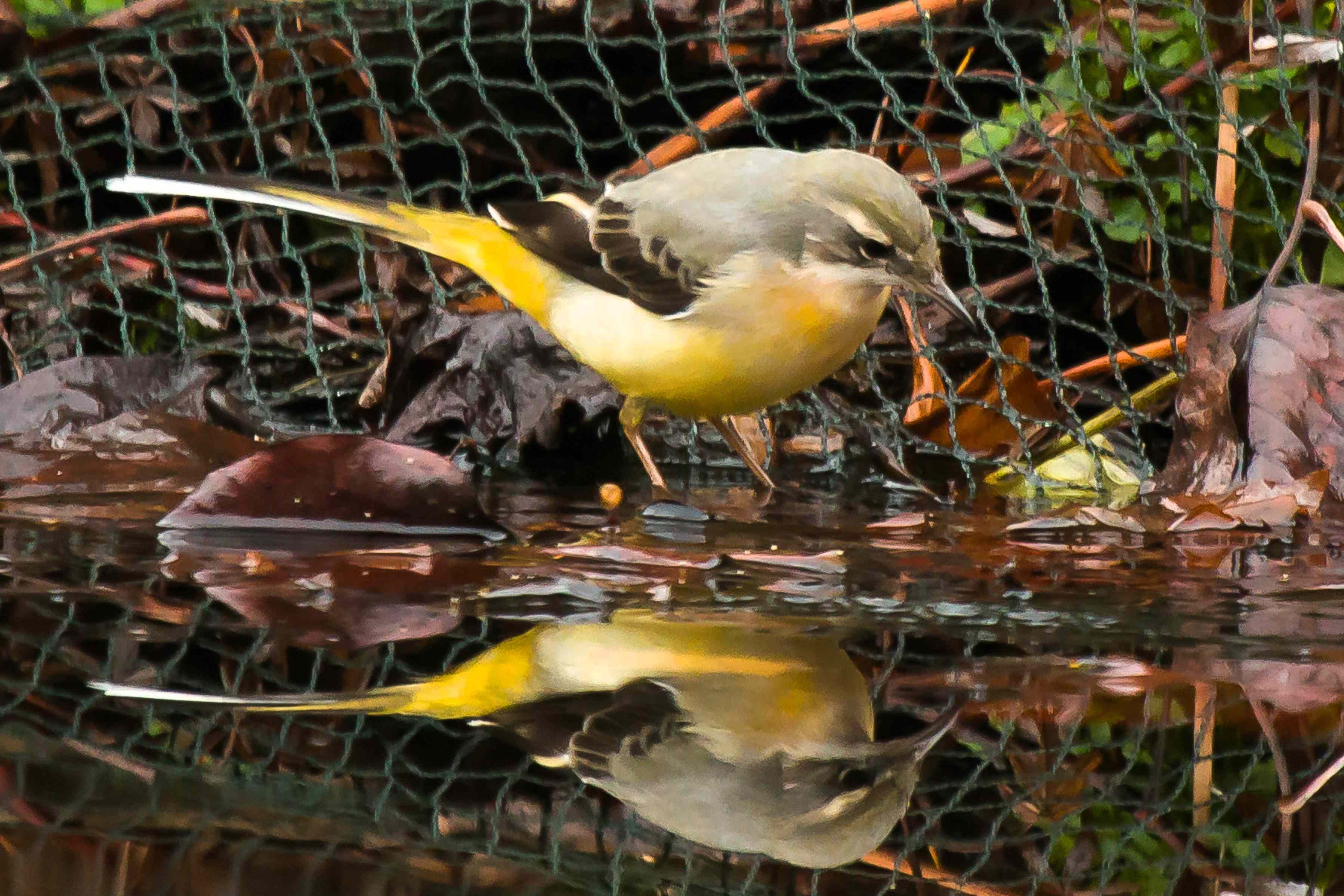 Grote gele kwikstaart