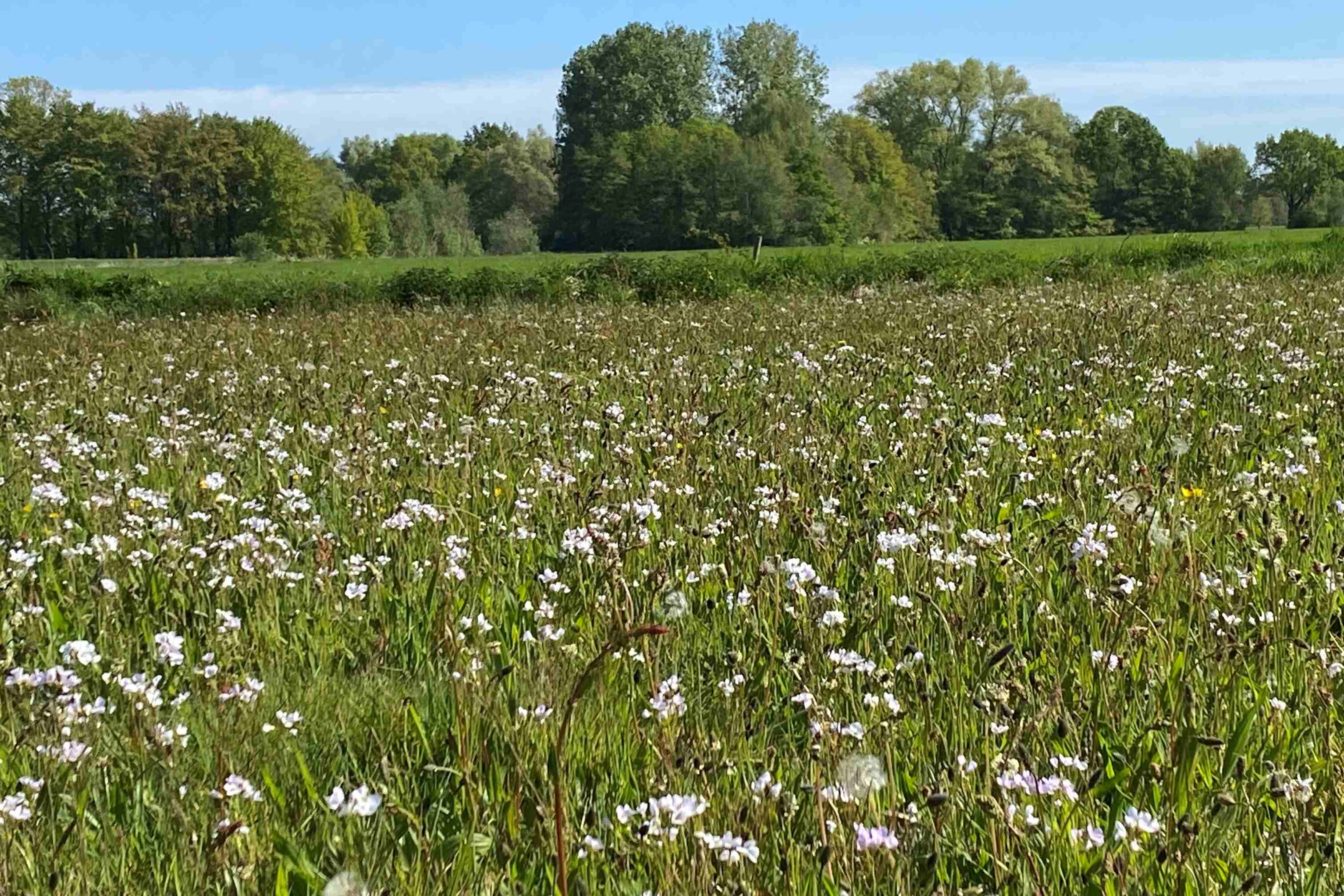 pinksterbloemen
