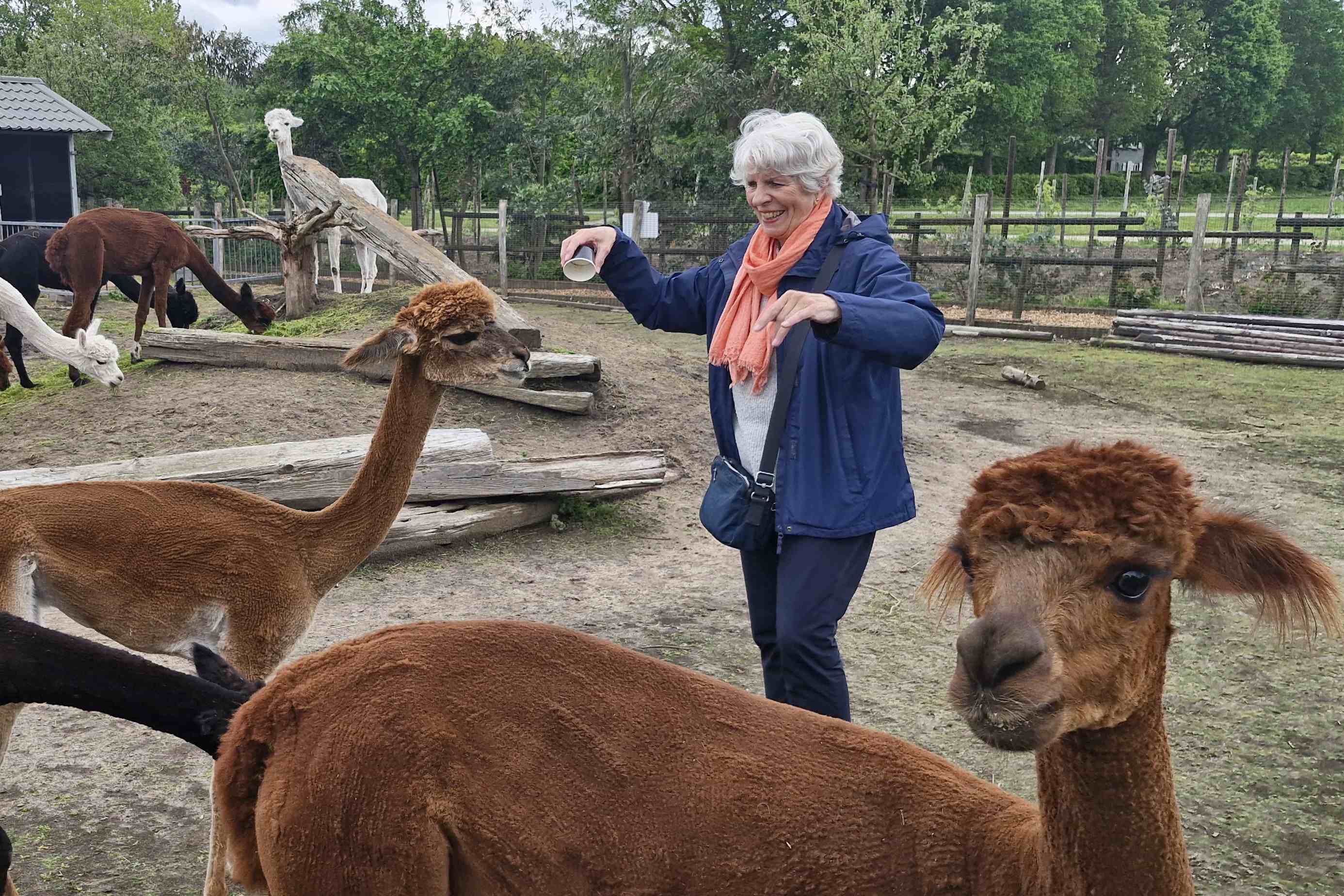 Alpaca's voeren