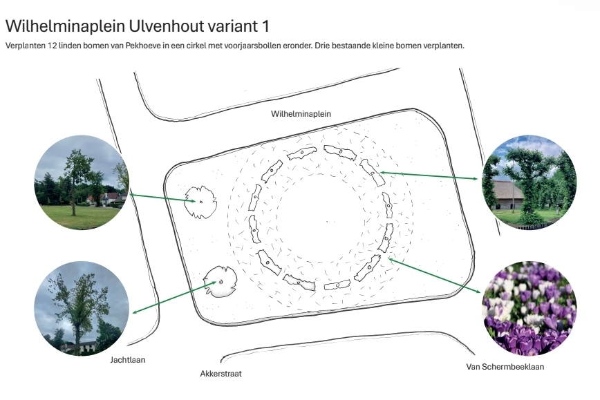 De leilindes op het erf van de Pekhoeve worden verplant