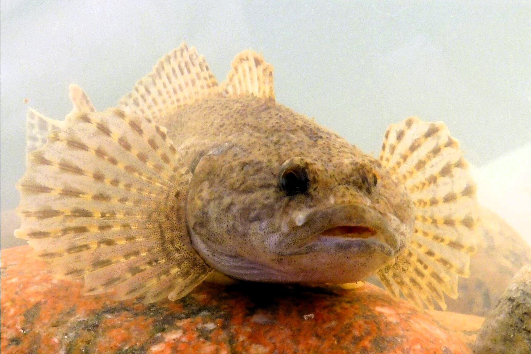 Rivierdonderpad