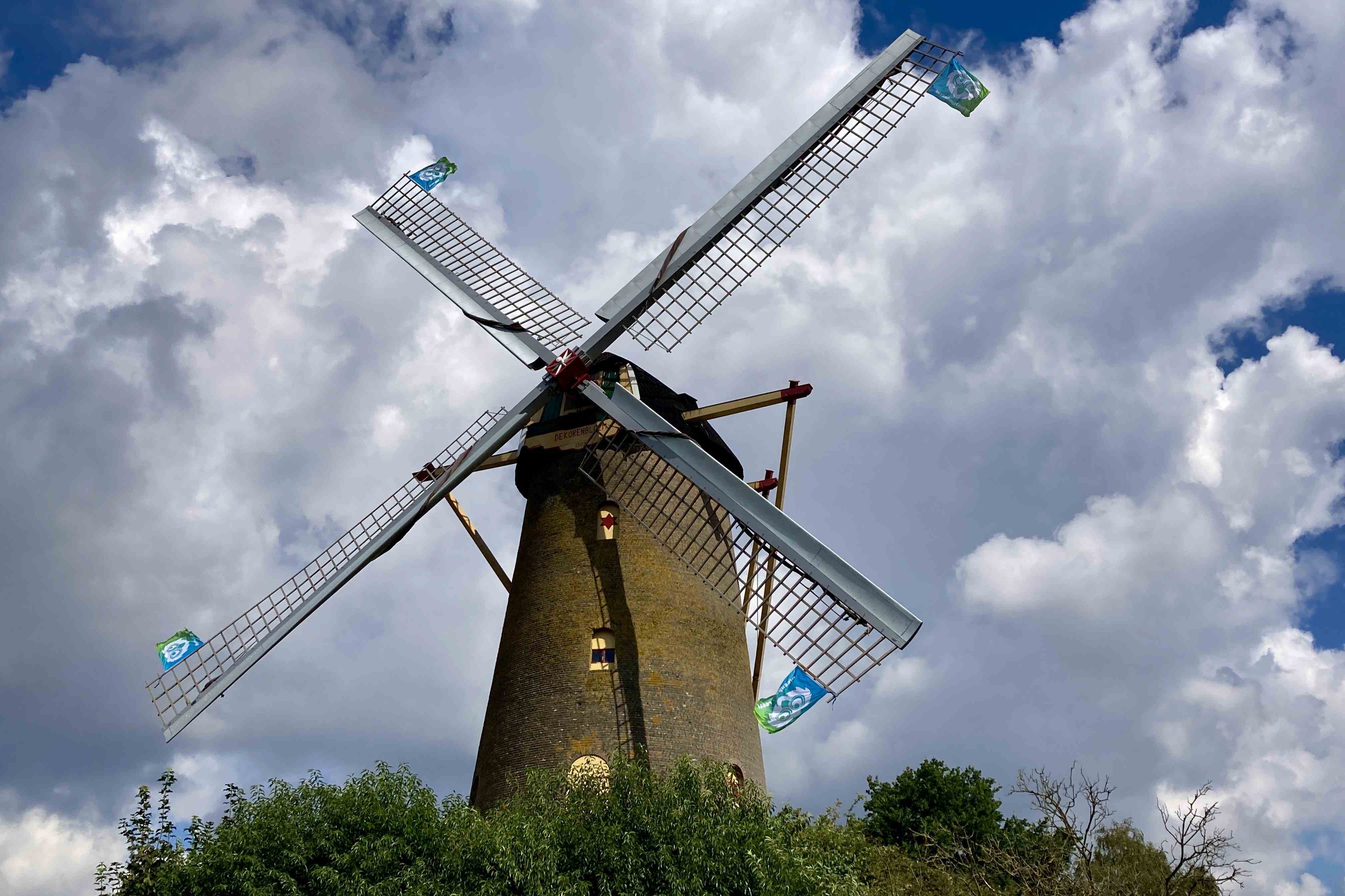 Korenbloem