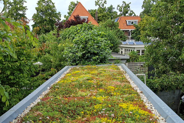 Groen sedum dak