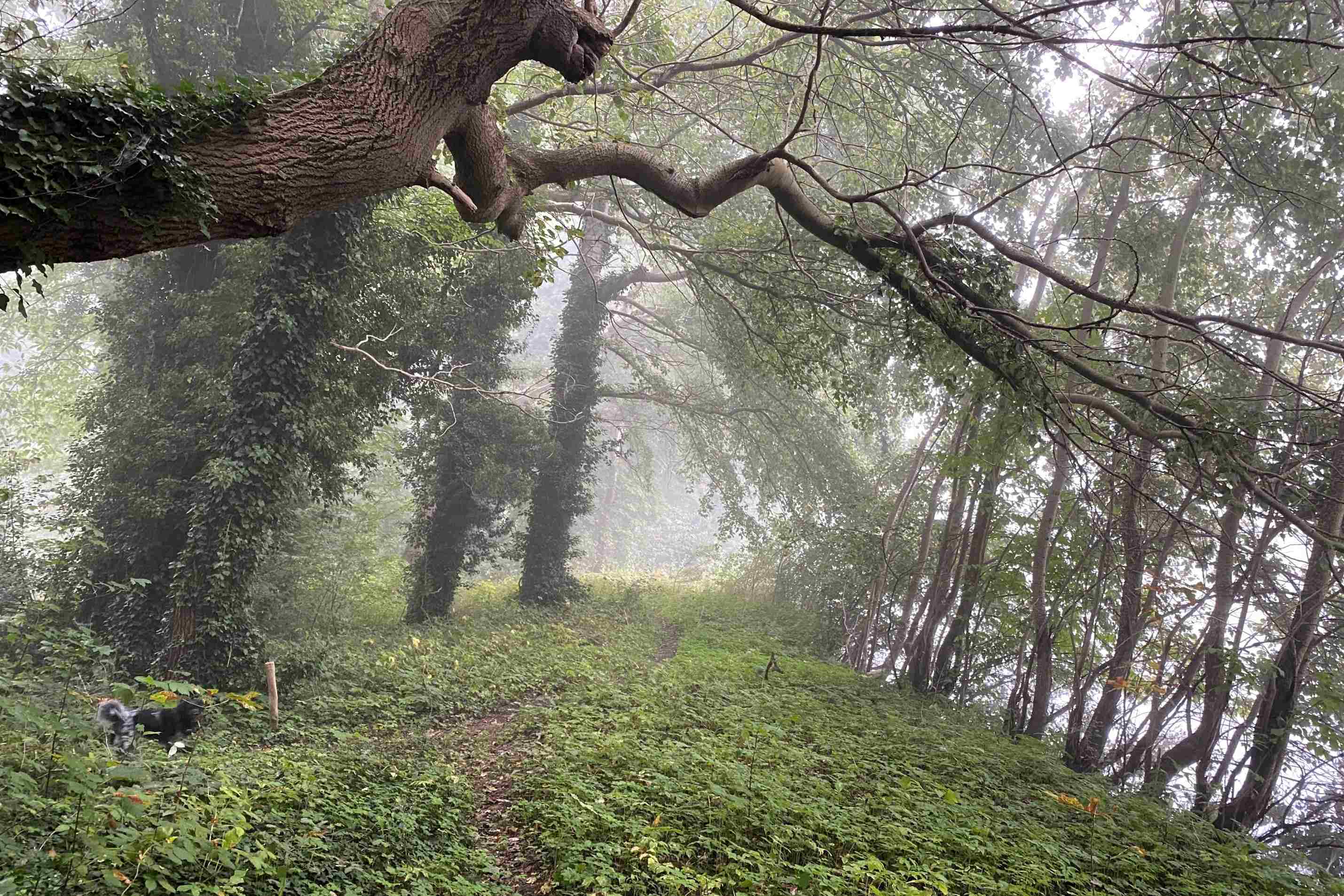 Mist Markdal