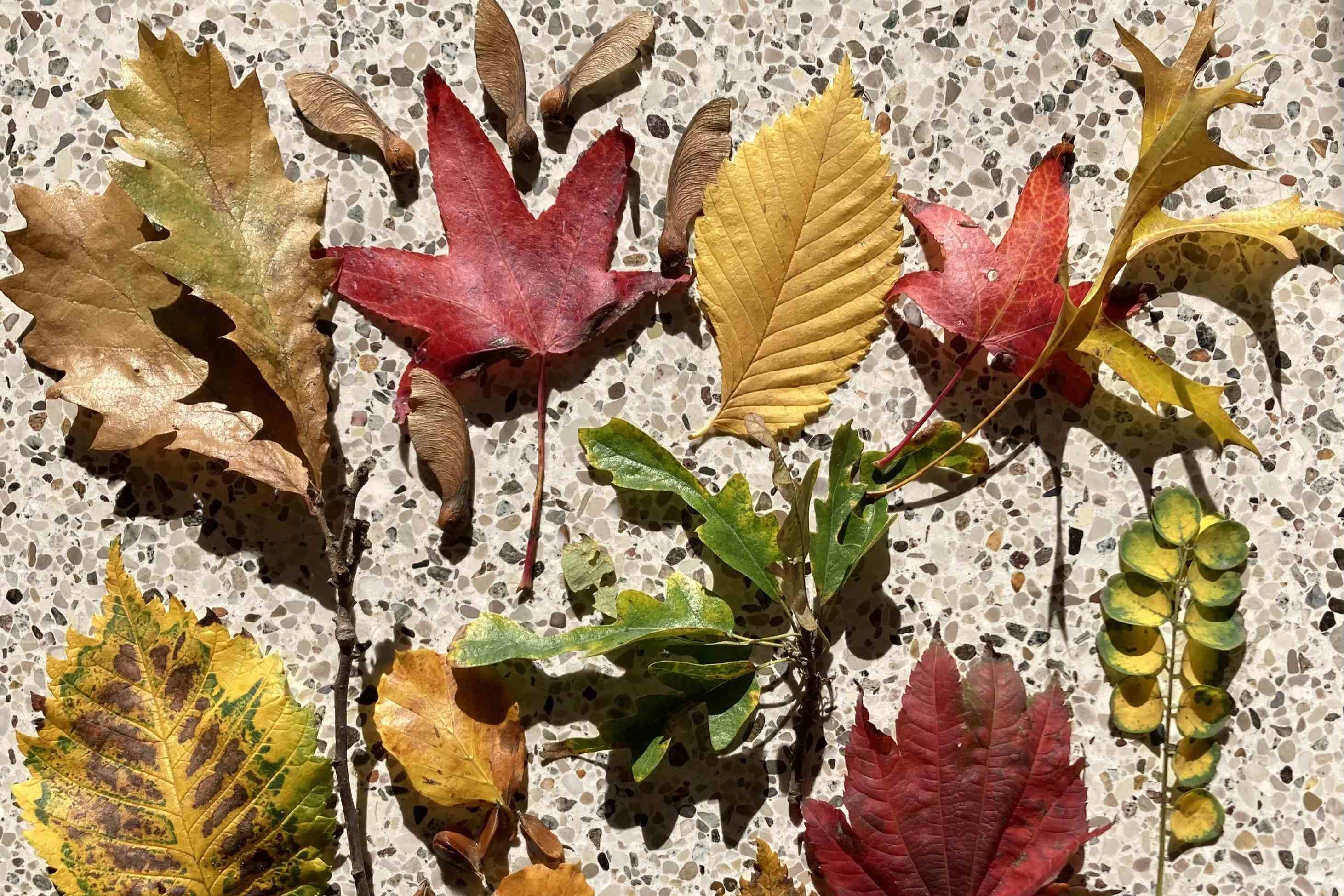 Herfstkleuren