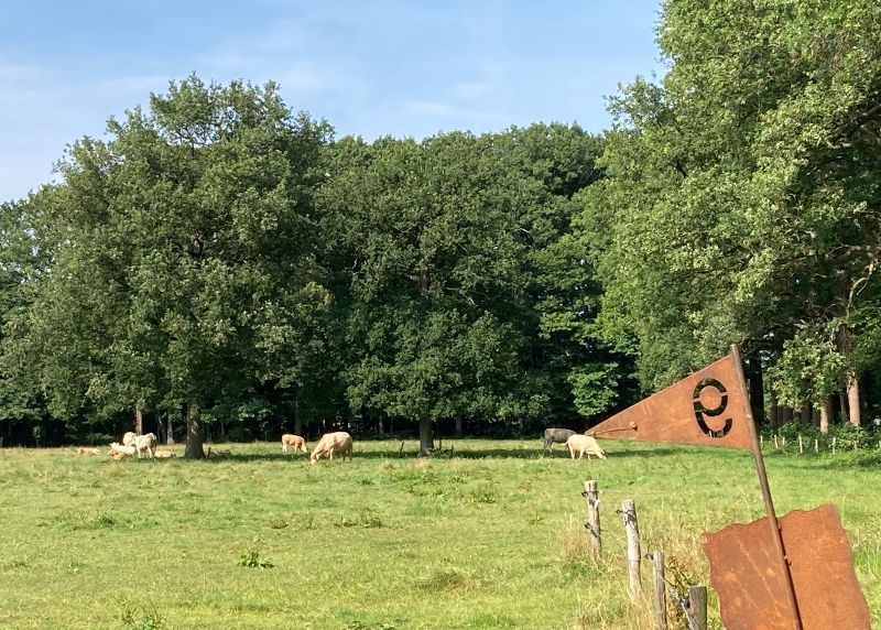 Onverstoorbare koeien bij de hole op Landgoed Anneville