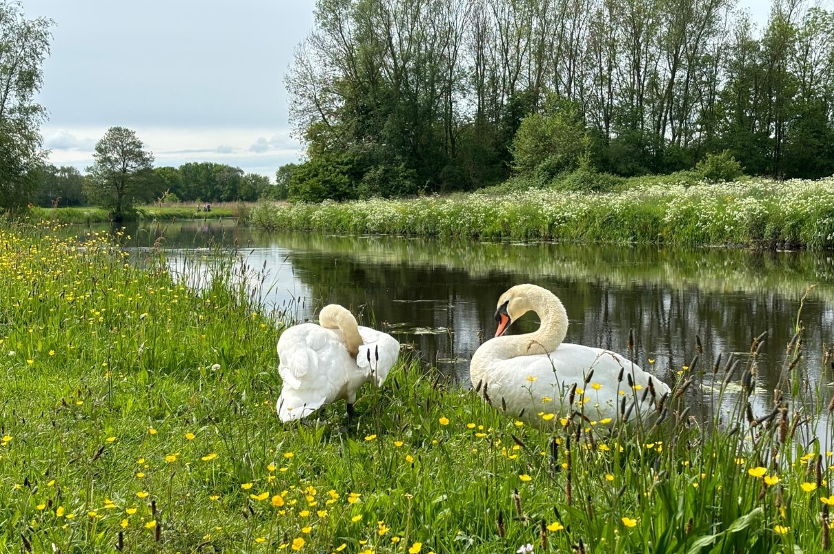 Zwanen aan de Mark op Moederdag 12 mei