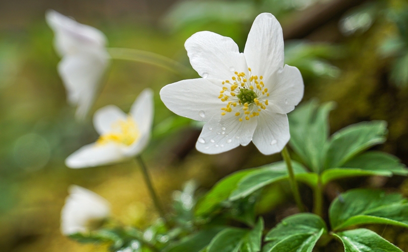 Natura 2000-status beschermt unieke karakter Ulvenhoutse Bos