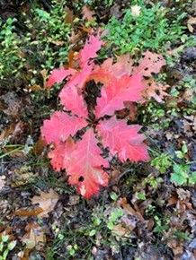 herfstkleur