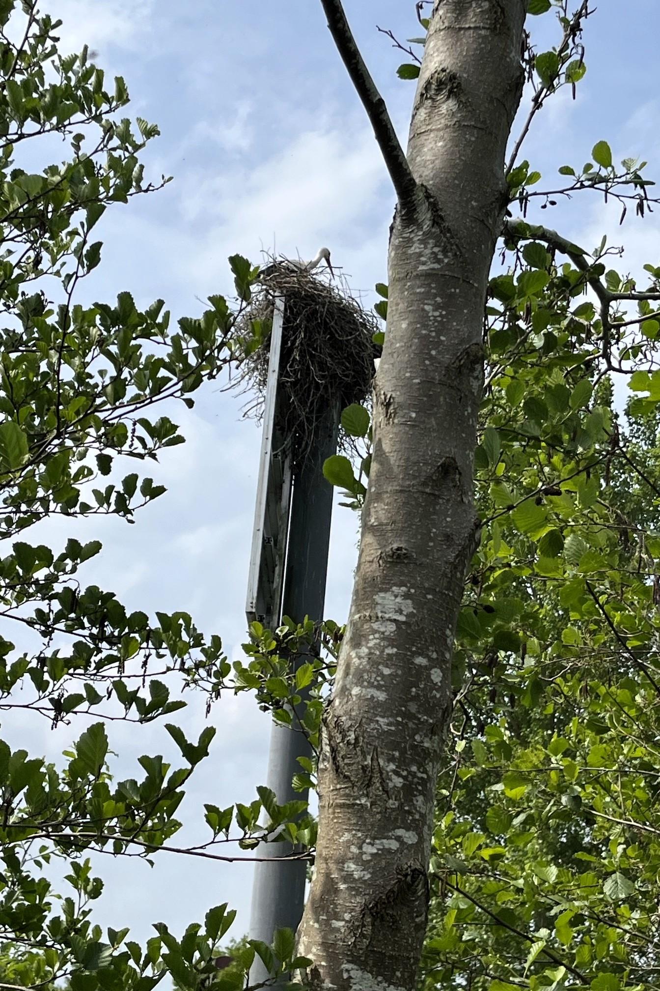 Nest