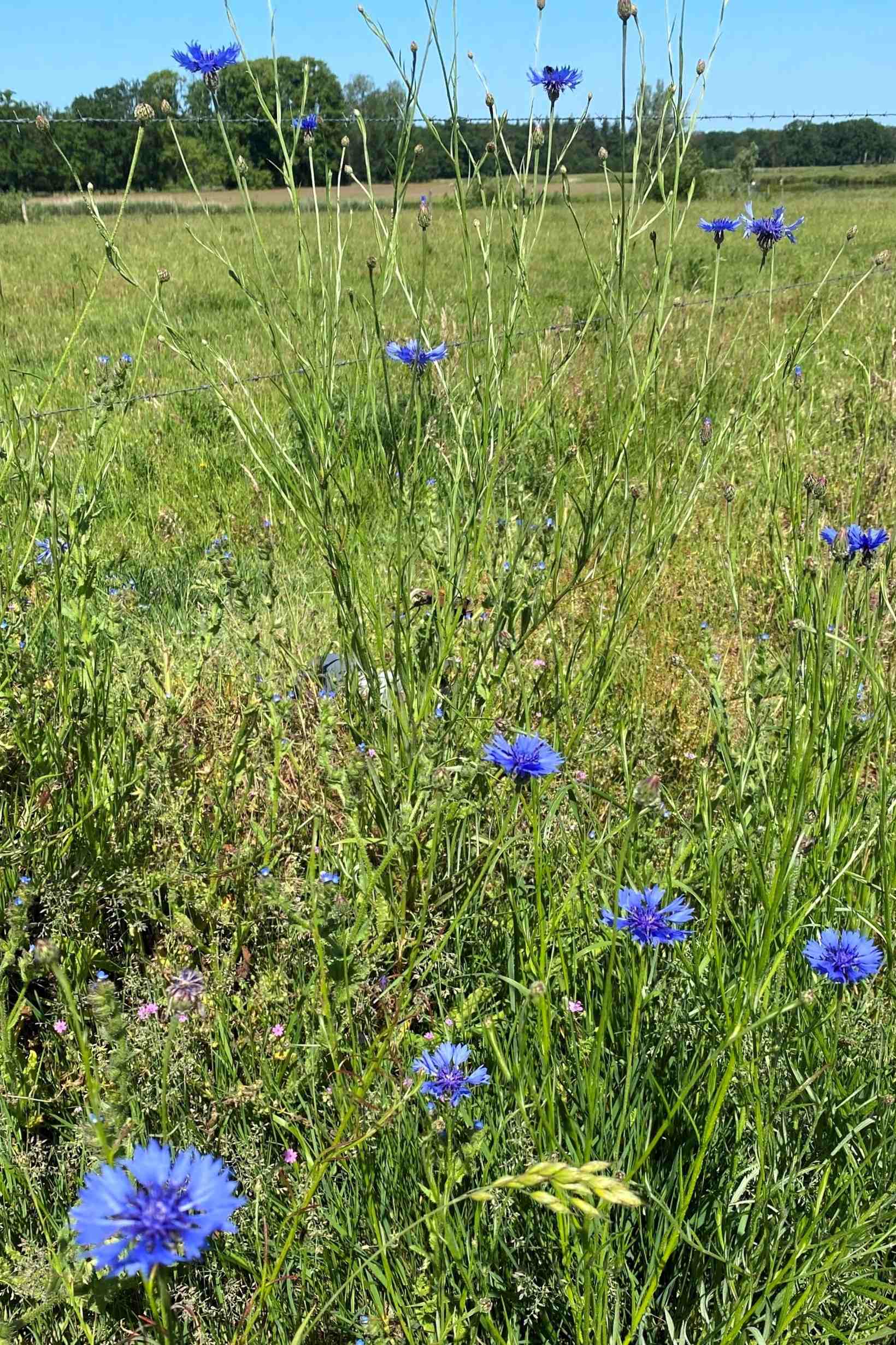 korenbloemen