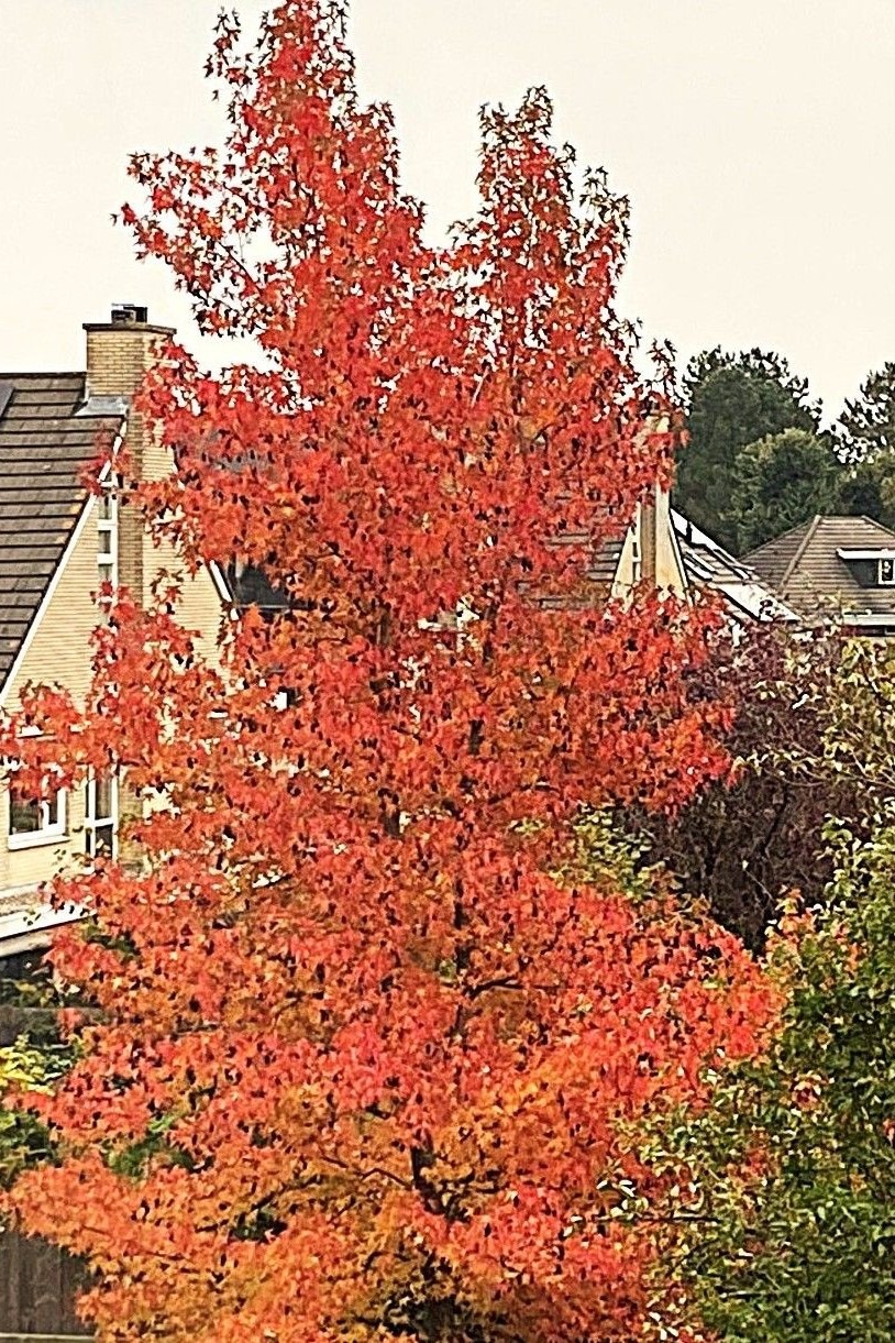 Vlammende natuur