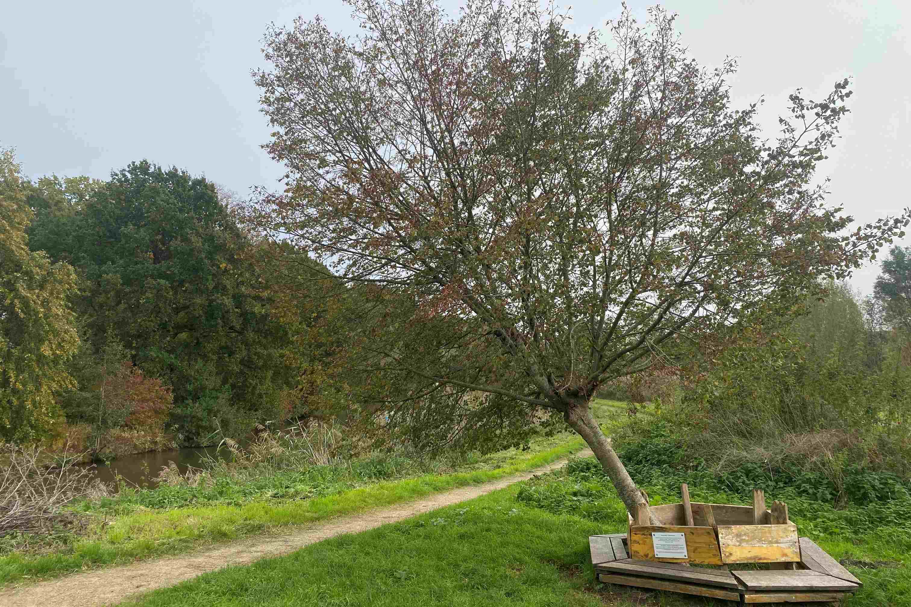 scheef gewaaide boom